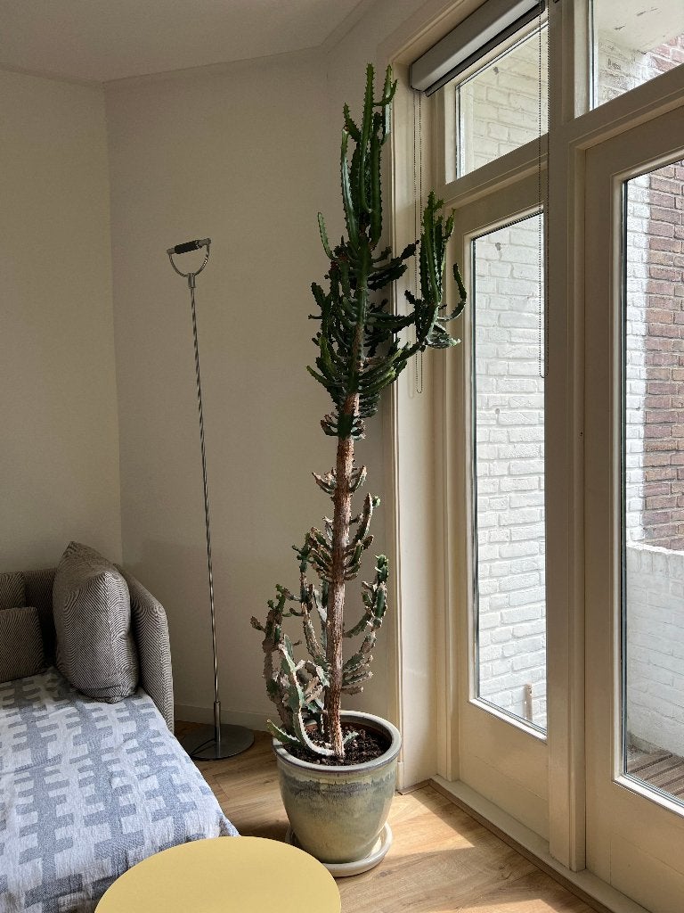Cactus Euphorbia, Ophalen, 200 cm of meer, Volle zon, In pot