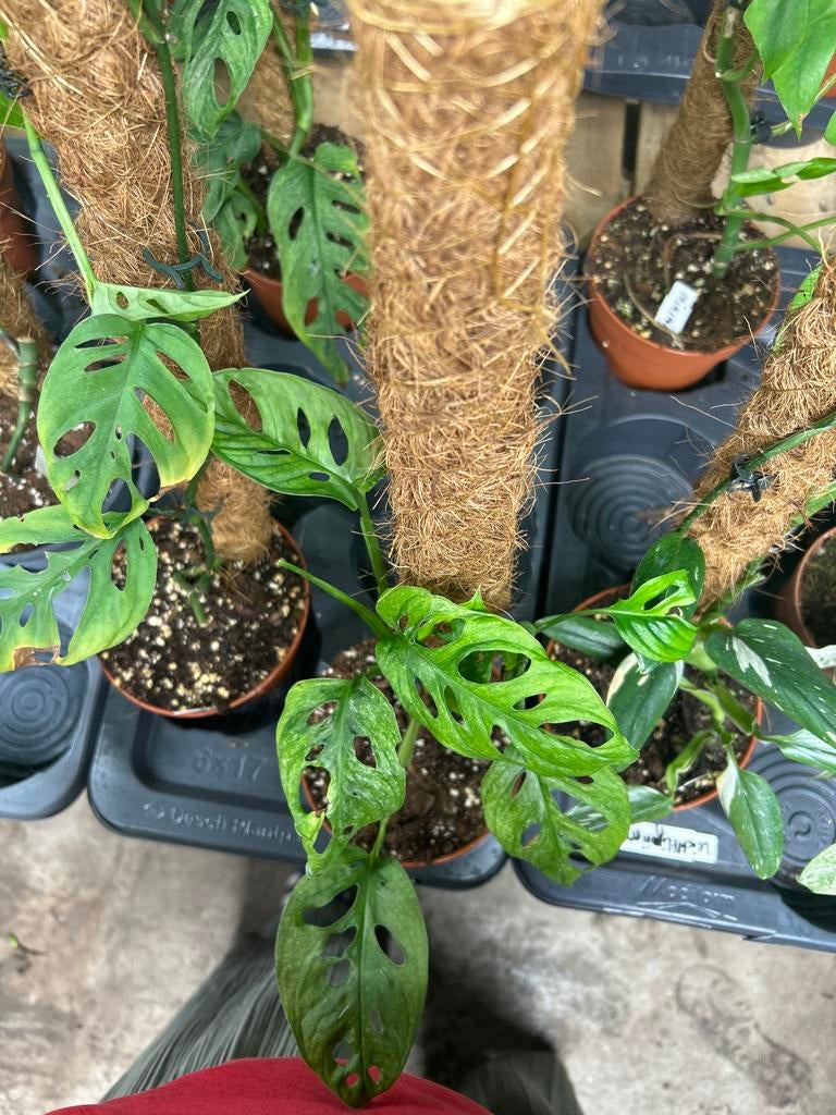 Monstera leichtlinii mint op mosstok - 60cm, Huis en Inrichting, Kamerplanten, Ophalen of Verzenden