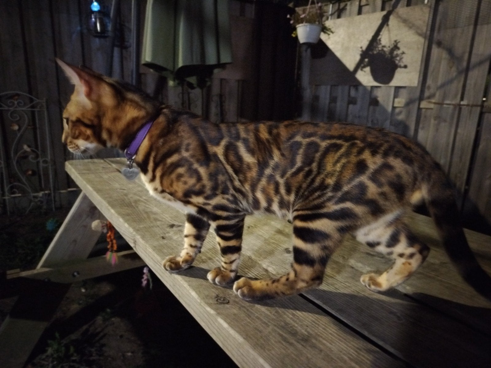 Bengaals ras ,kleur Brown (Black) spotted, Dieren en Toebehoren