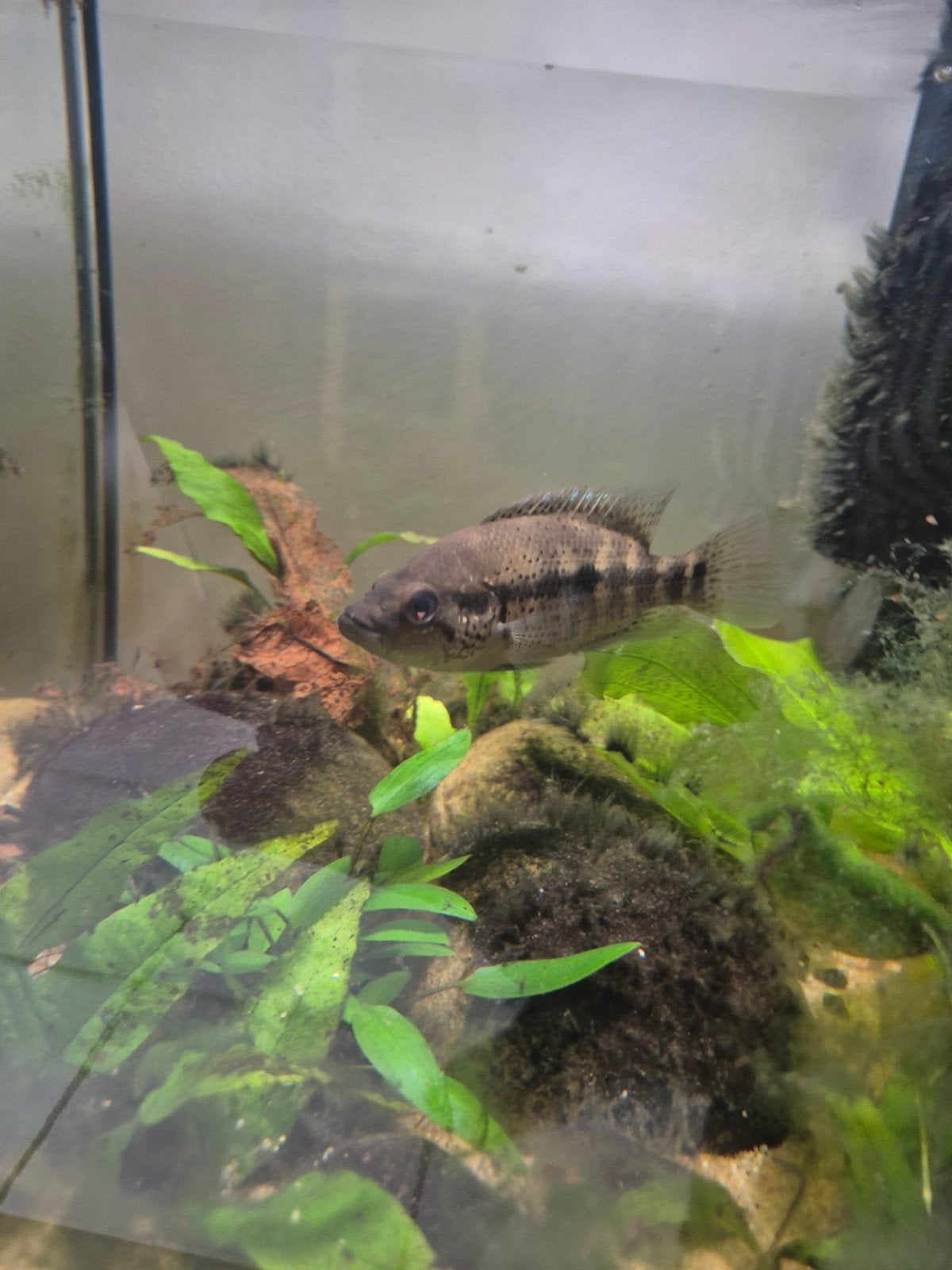 Jonge Dovii man, Dieren en Toebehoren, Vissen | Aquariumvissen, Vis