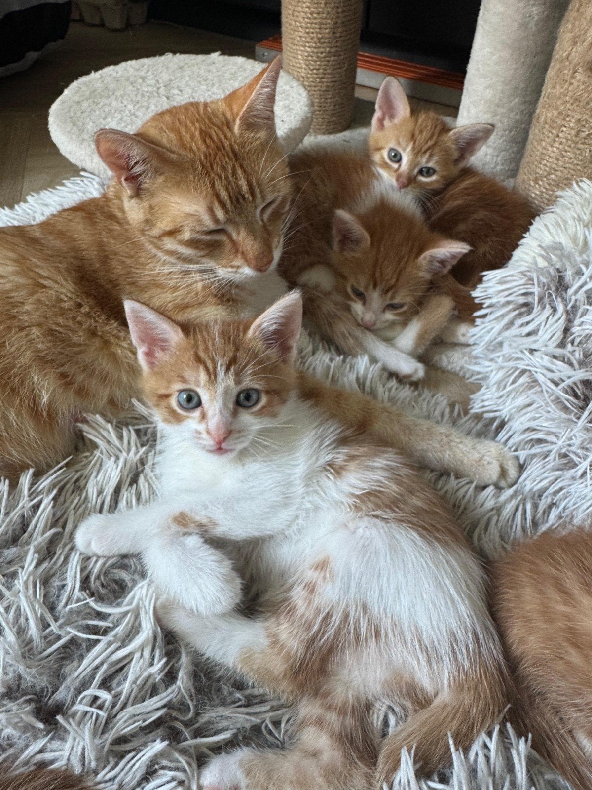 2 kittens (poes en kater)