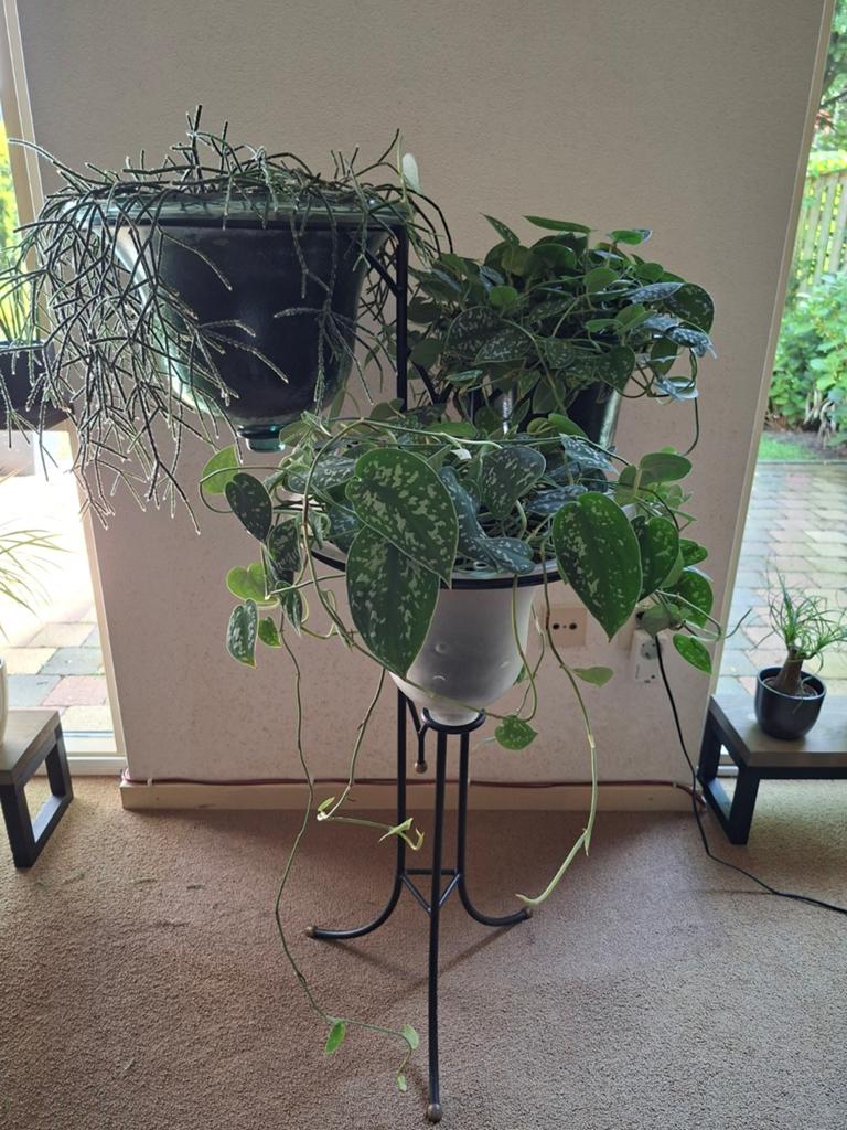 Rhipsalis en Scindapsus in pot, Overige soorten, In pot, Minder dan 100 cm, Groene kamerplant