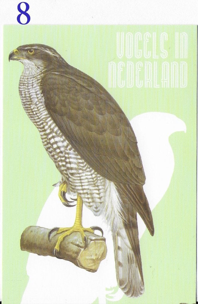Ansichtkaart Vogels in Nederland Havik Roofvogel ( B3934), Ophalen of Verzenden, 1980 tot heden, Ongelopen