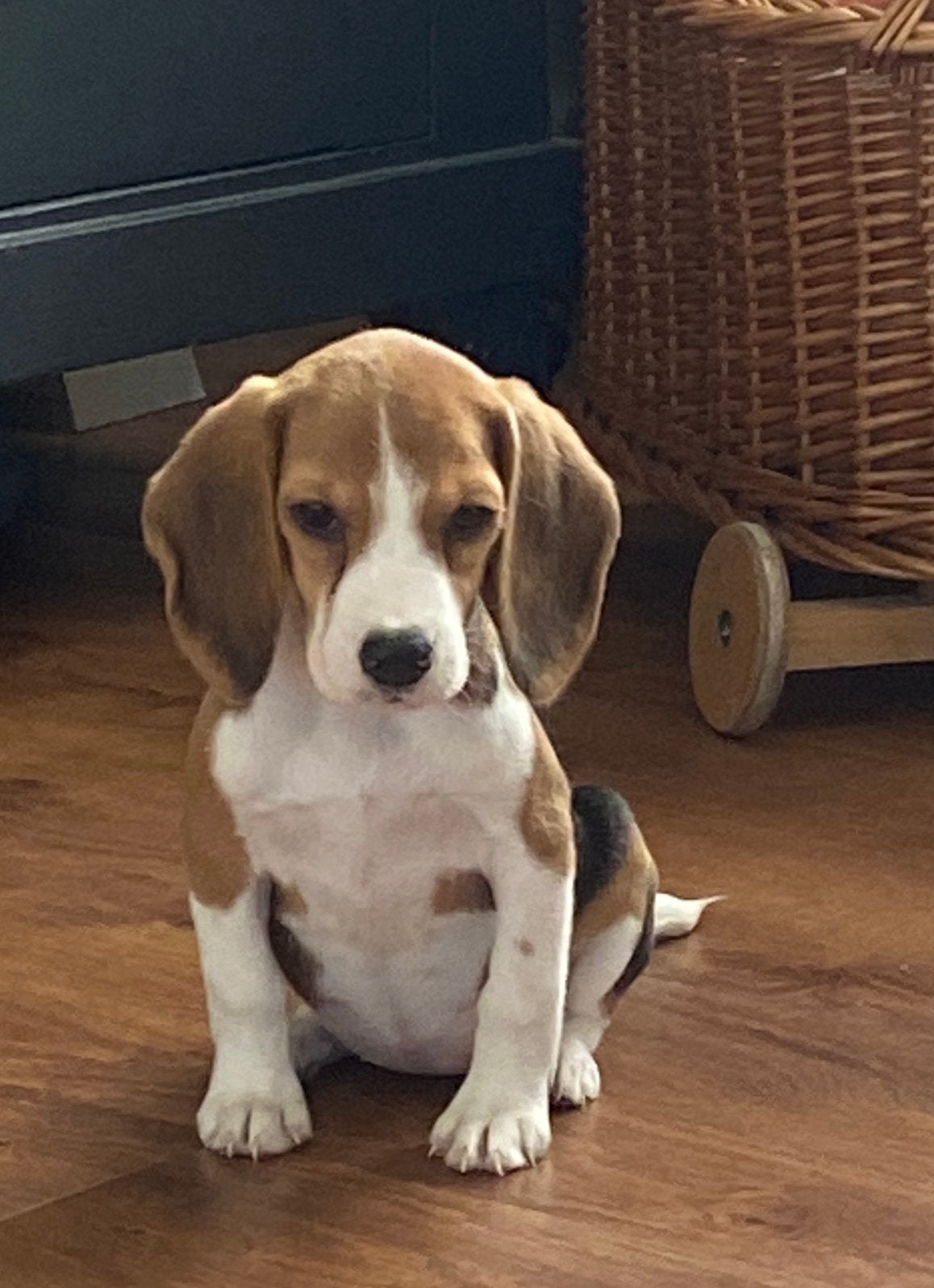 Wegens annulering prachtige BEAGLE x KOOIKER pup - teefje, Parvo, Nederland, 8 tot 15 weken, Teef