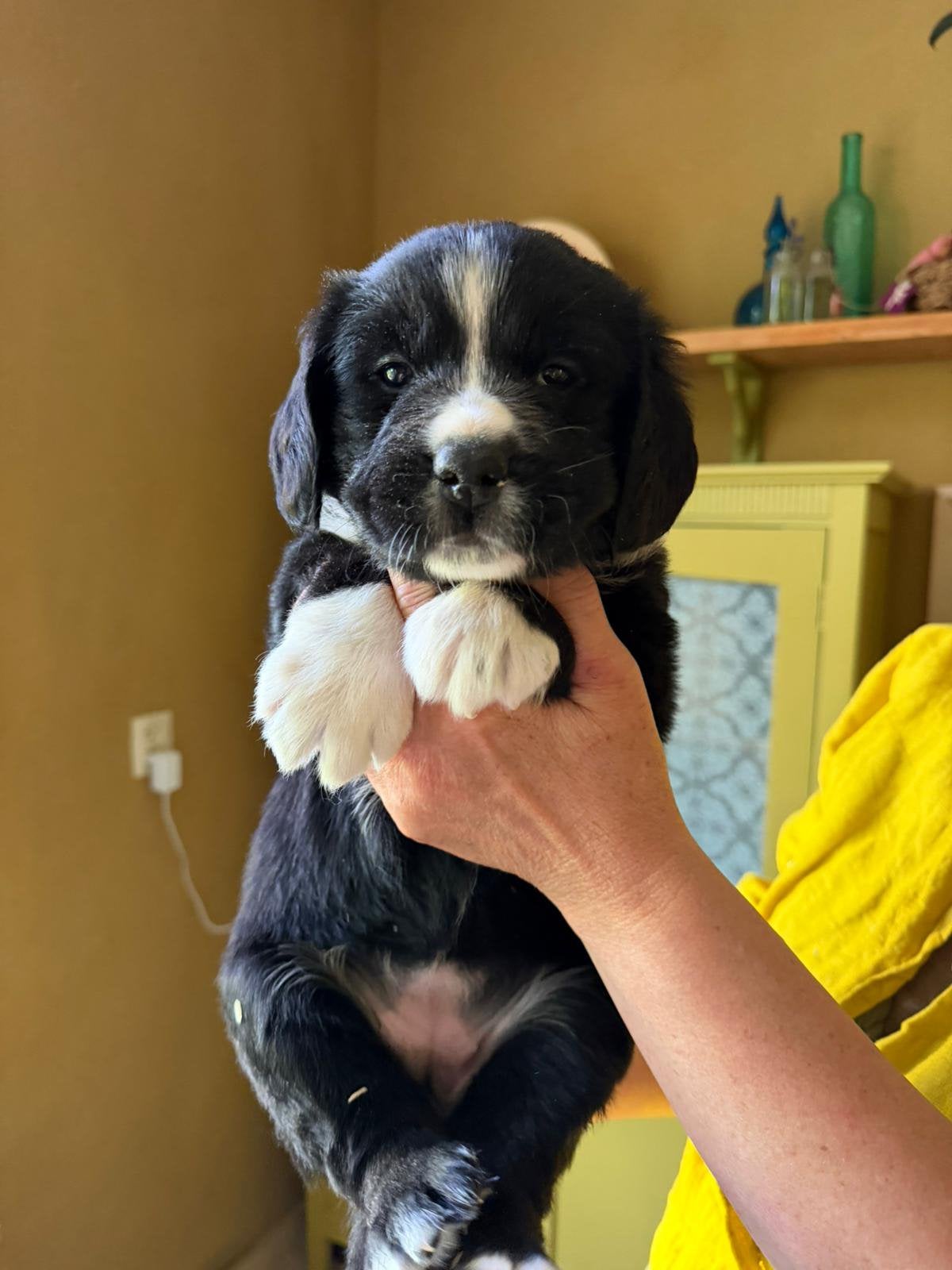 Berner sennen kruizing pups. Mogen 18 juni naar nieuw baasje, Standaard, Langhaar, Meerdere, Meerdere dieren