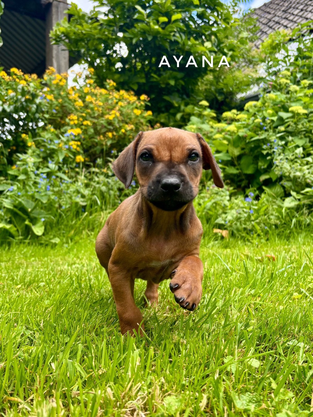 Rhodesian ridgeback pups - AANGEBODEN DOOR DIERENARTS, Overige rassen, 8 tot 15 weken, Meerdere, Meerdere dieren