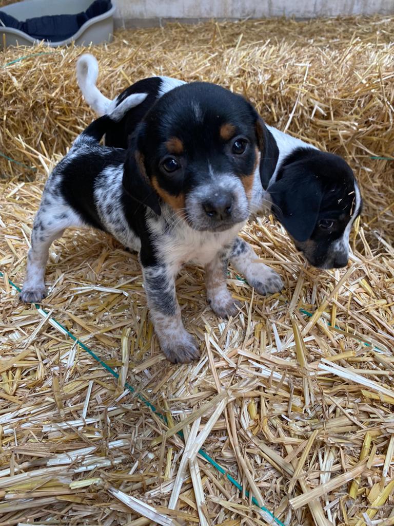 Boerderij pups te koop, Overige rassen, Meerdere, Meerdere dieren, Nederland