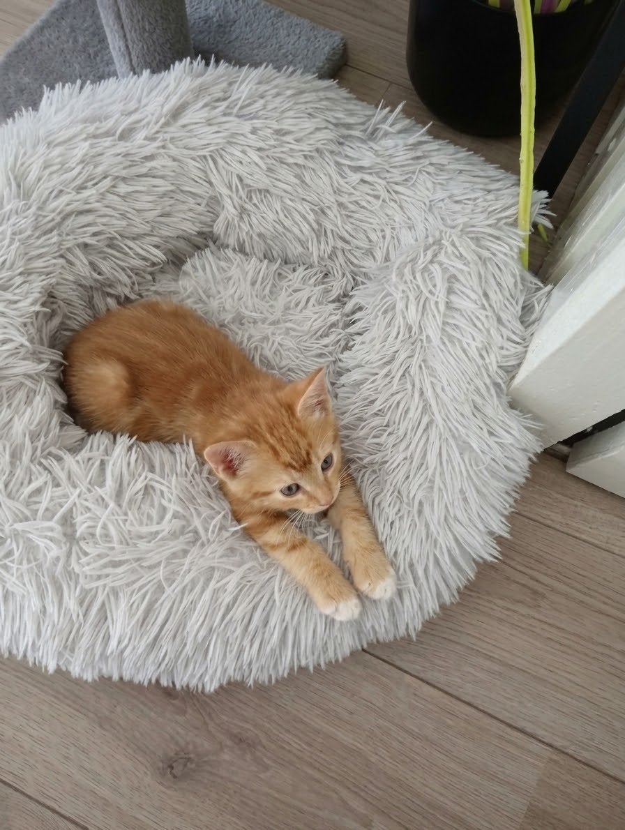 kitten rood/wit meisje, Dieren en Toebehoren, Poes, Kortharig, 0 tot 2 jaar