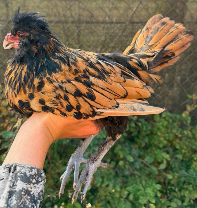 Brabanter waarschijnlijk haan, Dieren en Toebehoren, Mannelijk, Kip