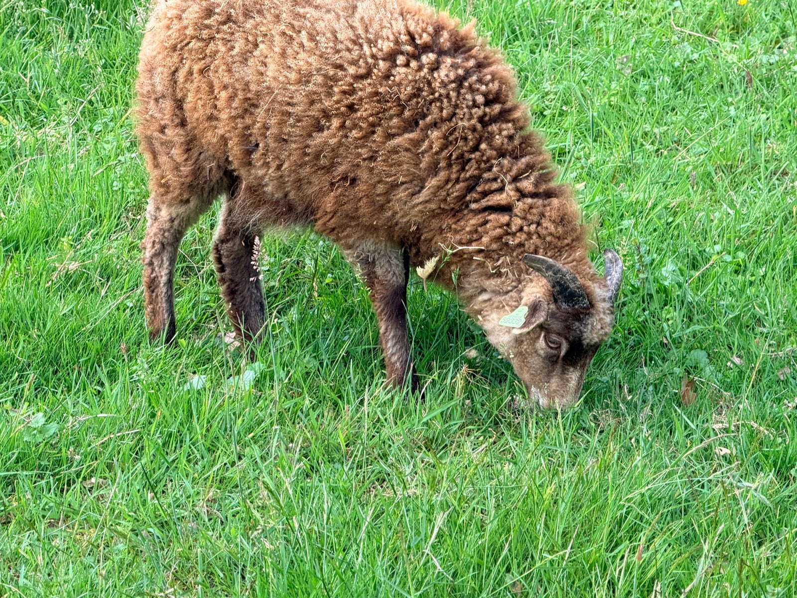 1 bruine/ mocca Skudde ram lam, Mannelijk, Schaap