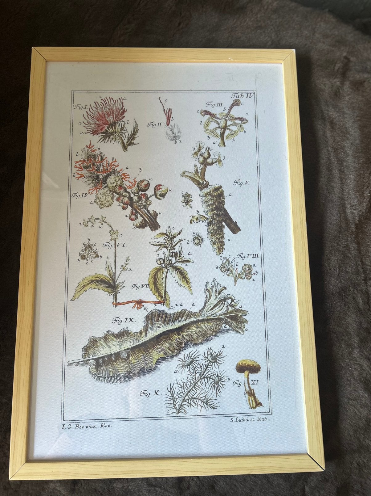 Botanische wanddecoratie in houten lijst (ca. 40  50 cm), Ophalen of Verzenden, Overige typen, Overige technieken, Origineel
