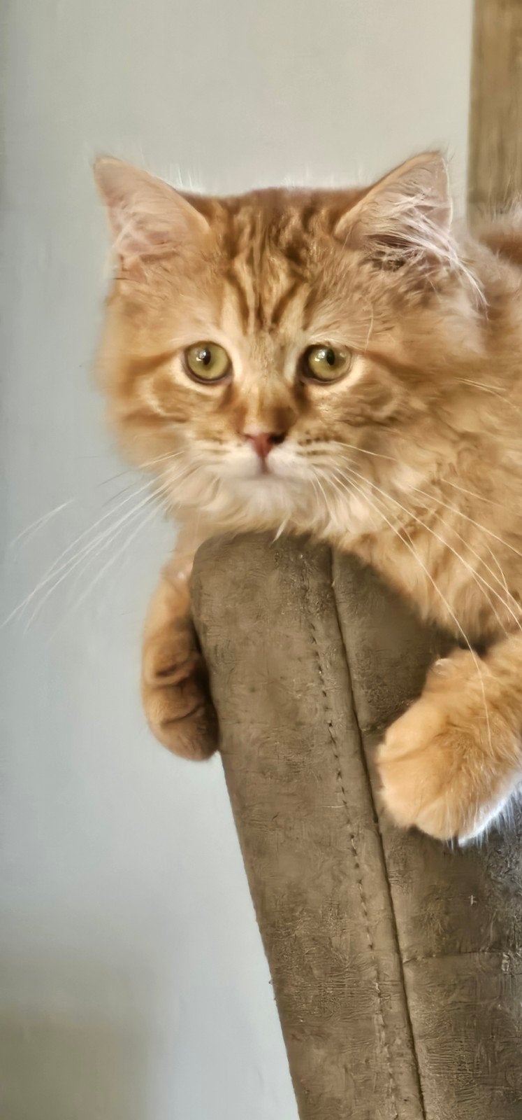 Cinnamon torbie solid poesje met stamboom, Poes, Met stamboom, 0 tot 2 jaar