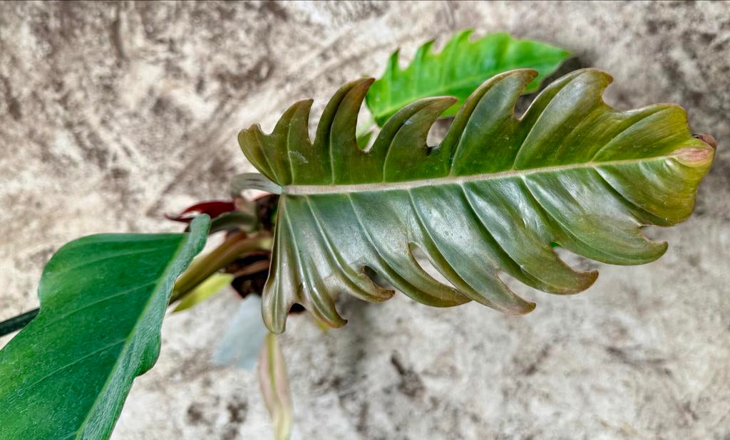 Philodendron Choco Empress p12, Overige soorten, In pot, Minder dan 100 cm, Groene kamerplant