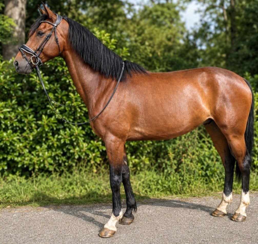 Super brave pre ruin, Dieren en Toebehoren, Paarden, Ruin, Niet van toepassing, 160 tot 165 cm, 3 tot 6 jaar, Recreatiepaard, Met stamboom