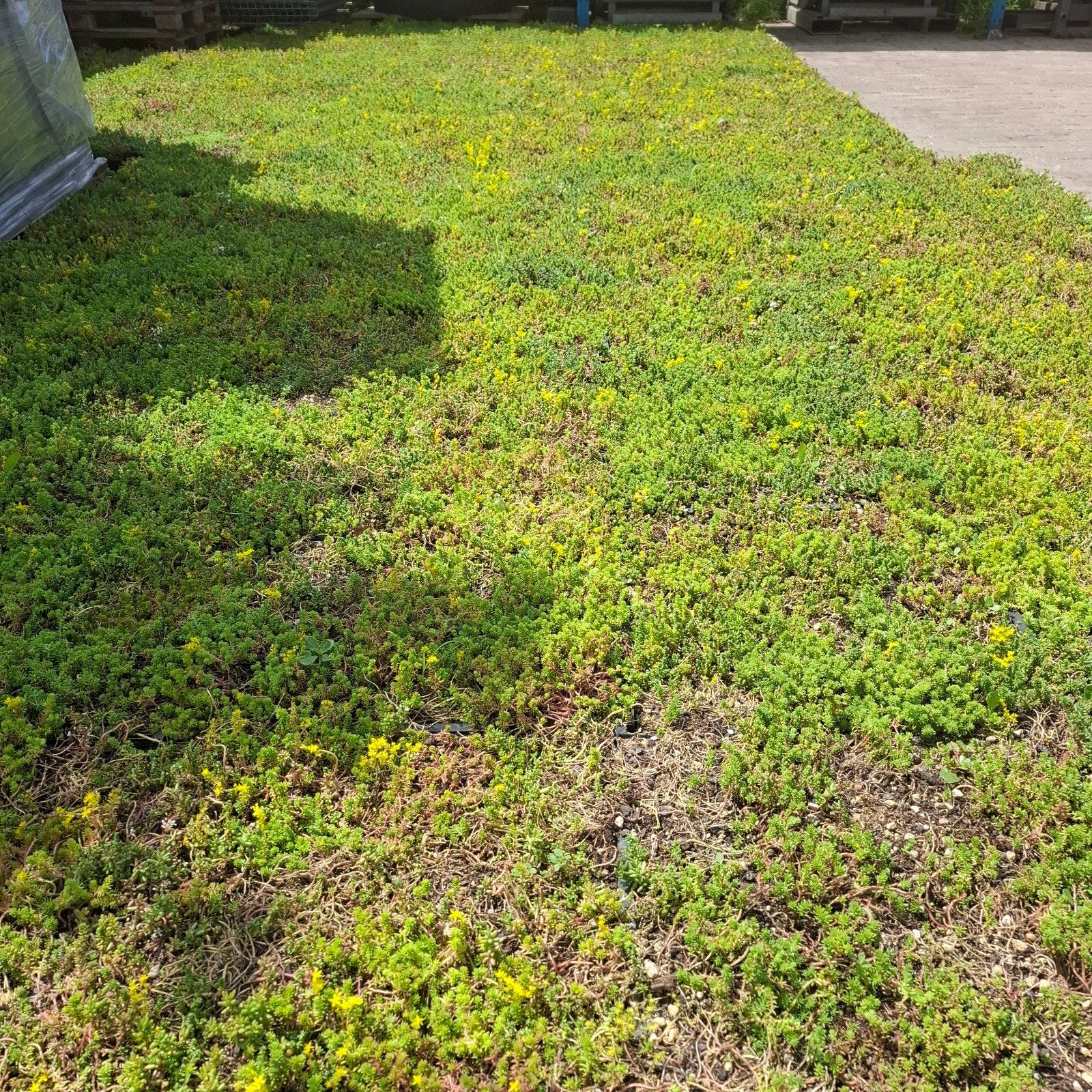 100 Groendak trays (22,5m2) - Direct klaar voor gebruik, Tuin en Terras, Ophalen of Verzenden