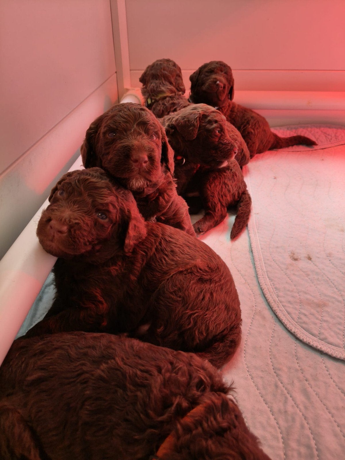 Labradoodle X Aussiedoodle pups zoeken een liefdevol thuis, Overige rassen, 8 tot 15 weken, Meerdere, Meerdere dieren