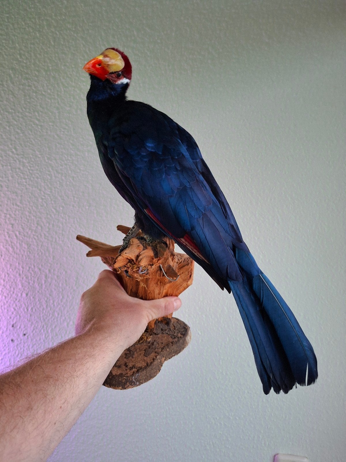Mooie opgezette Violette Toerako vogel taxidermie, Ophalen of Verzenden, Zo goed als nieuw, Vogel, Opgezet dier