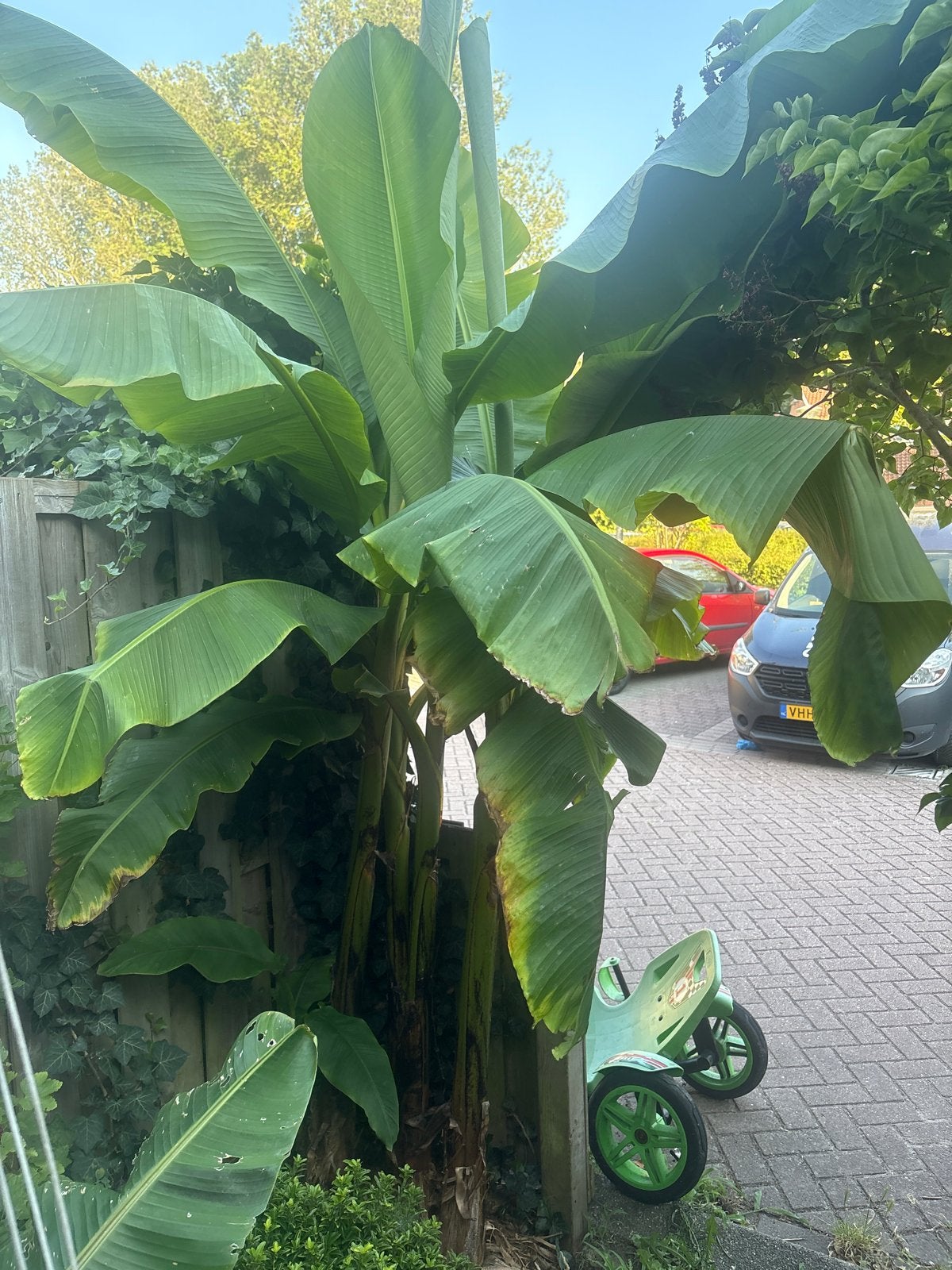 Grote Bananenplant (Musa Basjoo) - Tropische Sfeer, Overige soorten, Volle zon, Vaste plant, Ophalen of Verzenden