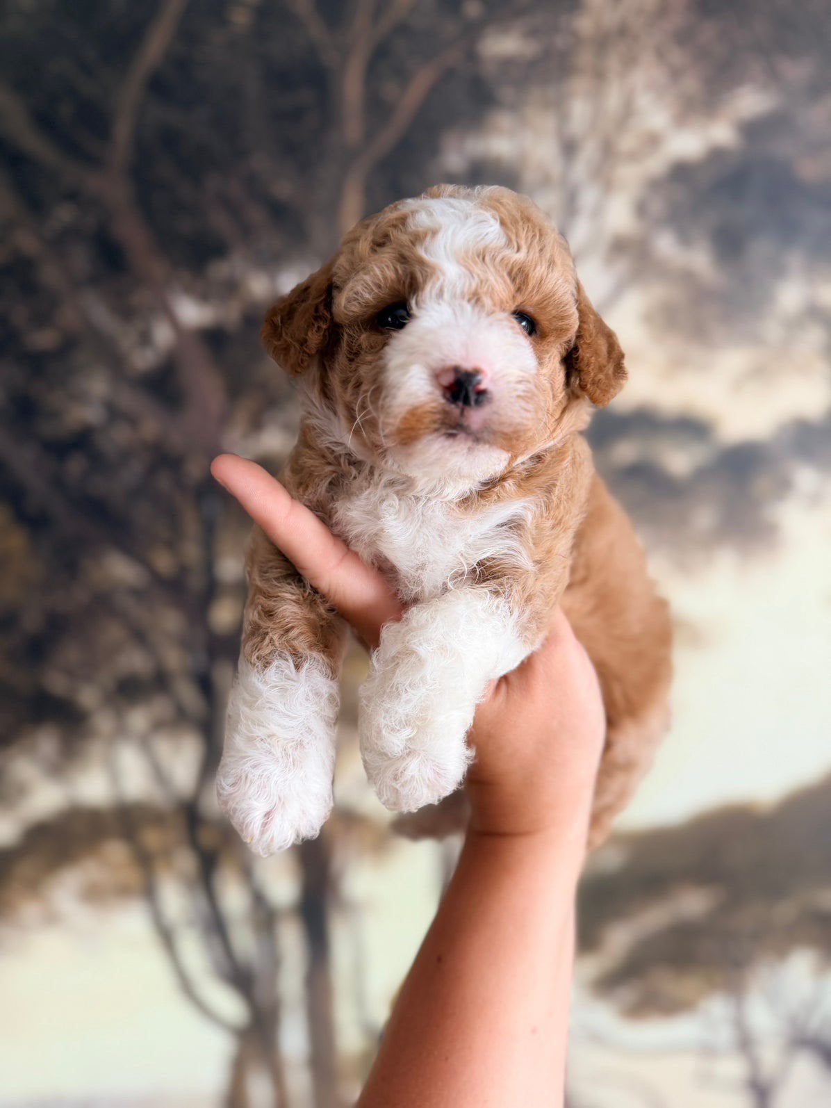 Maltipoo puppy 8 weken oud, Dieren en Toebehoren, Honden | Niet-rashonden, Parvo, 8 tot 15 weken, Teef, Eén hond