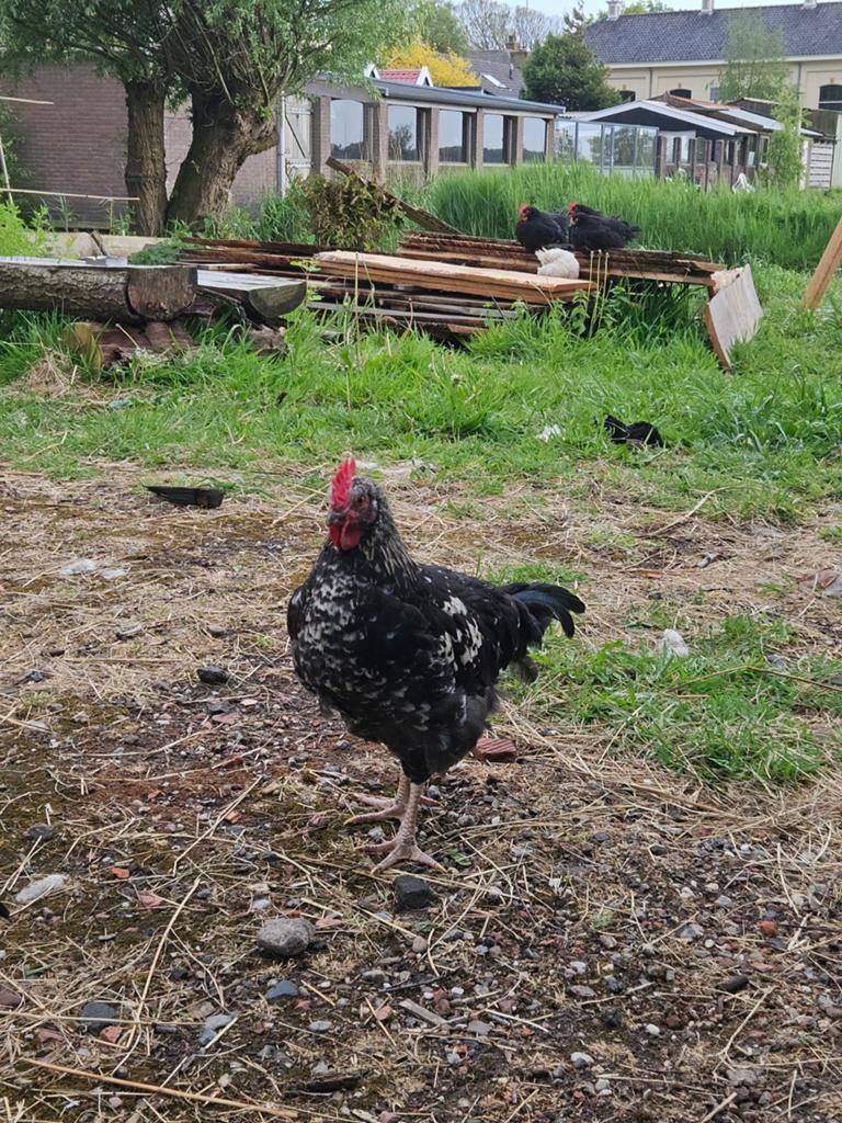 Fok hanen, Dieren en Toebehoren, Pluimvee, Mannelijk, Kip