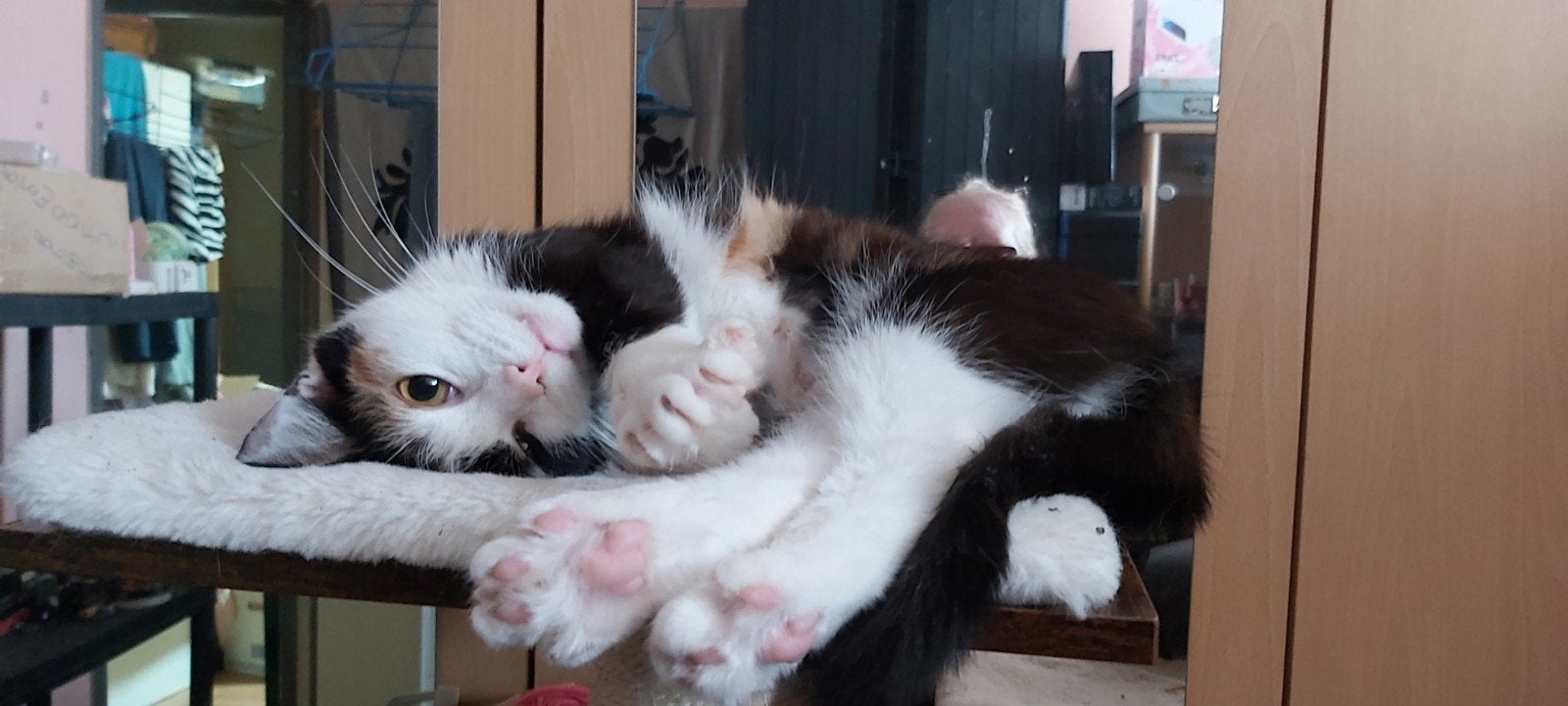 samarya  lapjes poes