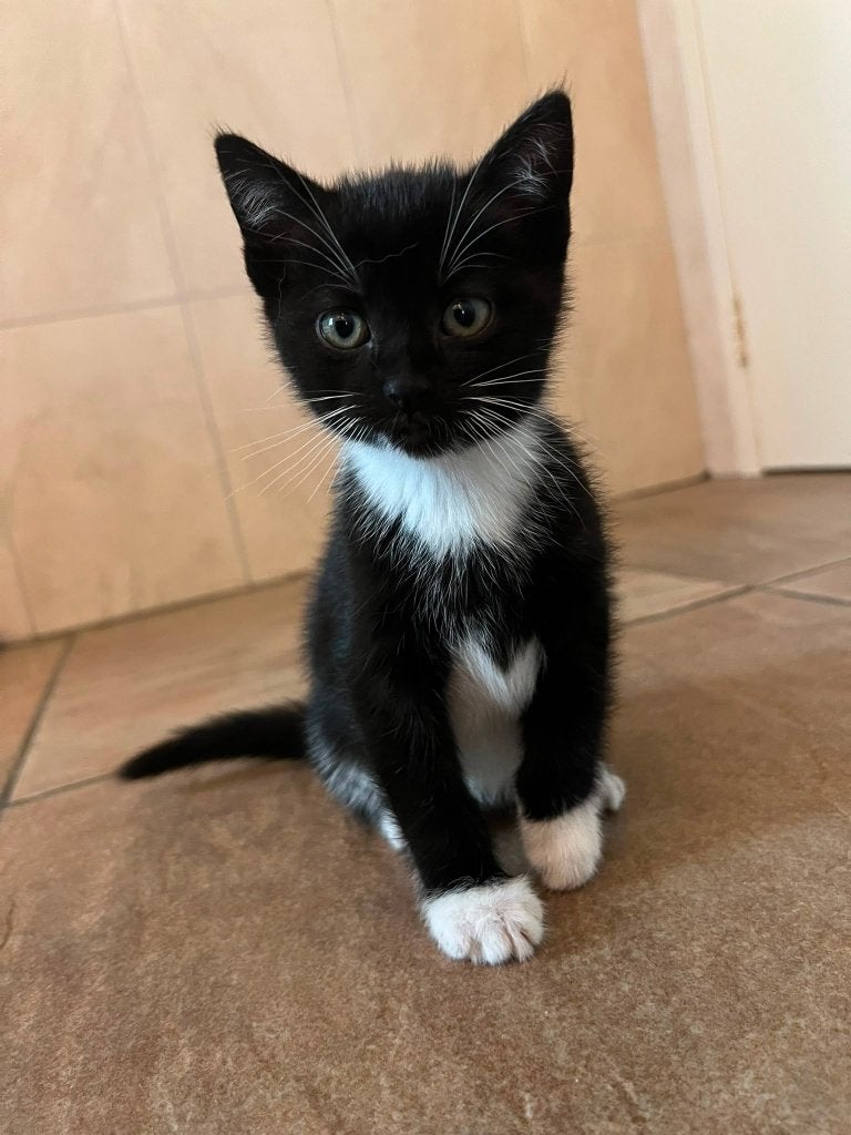 Boerderijkittens, Meerdere dieren, Kortharig, 0 tot 2 jaar