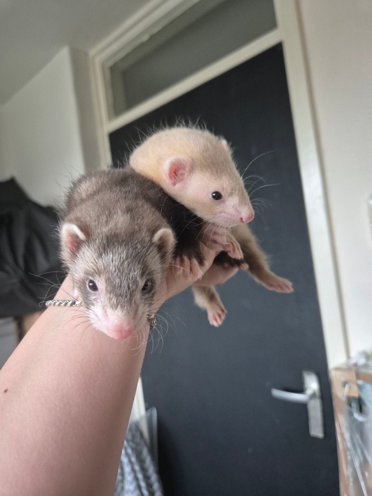 Fretten pups, Dieren en Toebehoren, Juni, Meerdere dieren