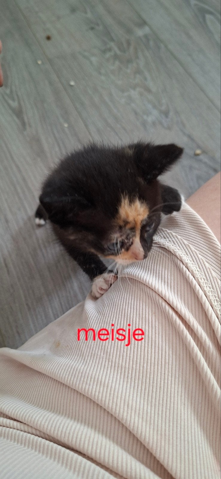 Kittens
