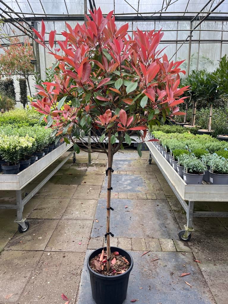 Photinia fraseri Red Robin €79,95, Lente, 100 tot 250 cm, Volle zon, In pot