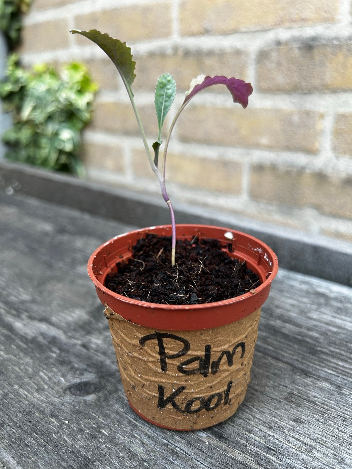 Palmkool Plantje, Tuin en Terras, Planten | Tuinplanten, Ophalen, Volle zon, Groenteplanten, Bloeit niet