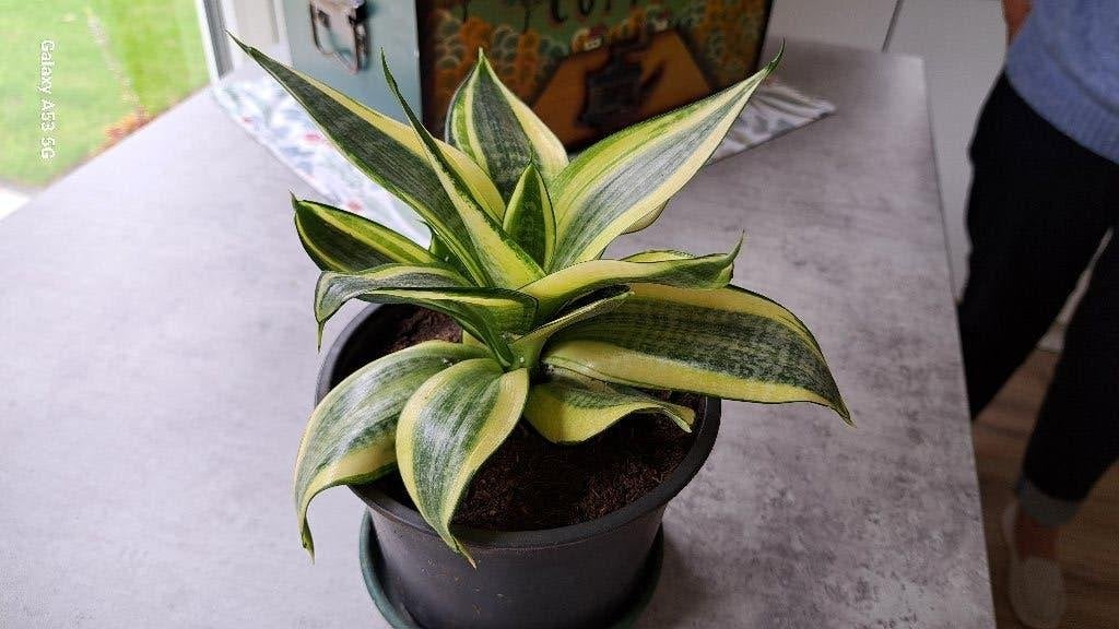 Sanseveria Trivasciata, Ophalen, Overige soorten, Halfschaduw, Minder dan 100 cm