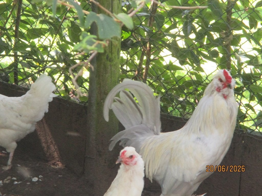 twee aurocana hanen en kippen, Dieren en Toebehoren, Pluimvee, Mannelijk, Kip