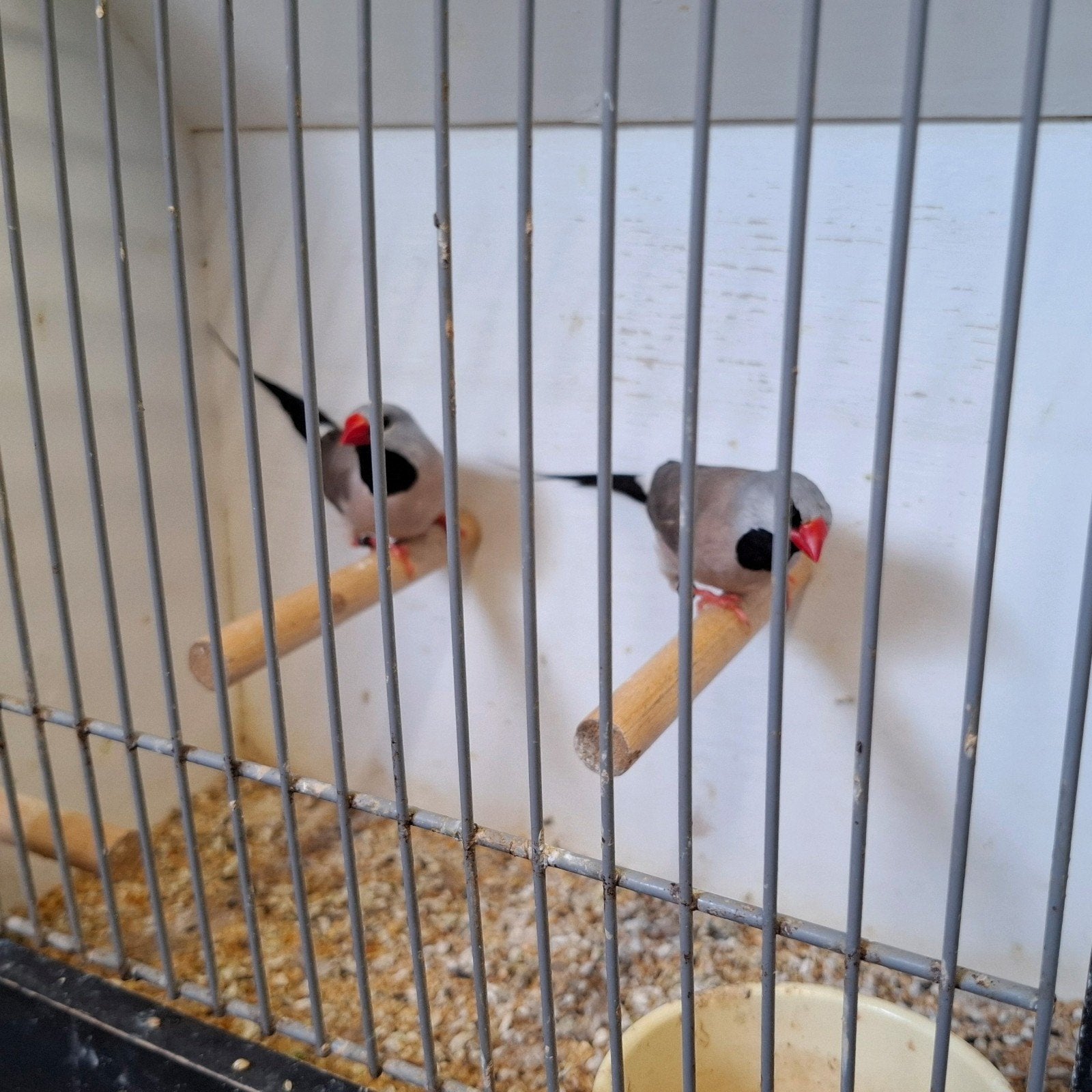 Spitsstaart amadine koppel, Meerdere dieren, Tropenvogel, Geringd