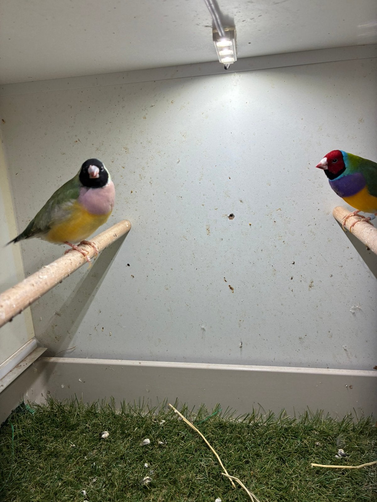 Koppel Gouldamadine, Dieren en Toebehoren, Vogels | Overige Vogels, Meerdere dieren, Geringd
