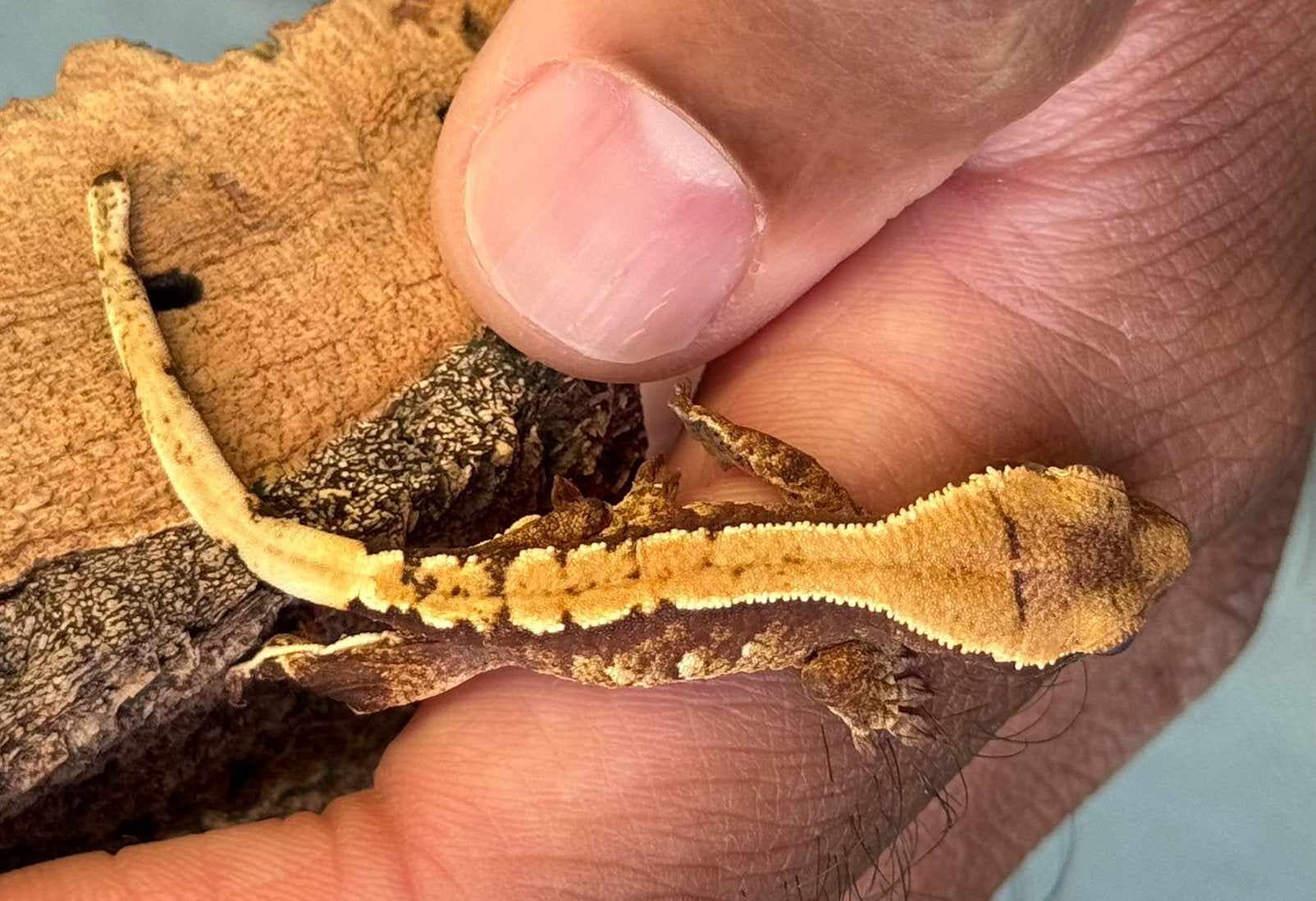 100% het Axanthic dark based harlequin winpergekko baby, Dieren en Toebehoren, Hagedis, Met terrarium, 0 tot 2 jaar