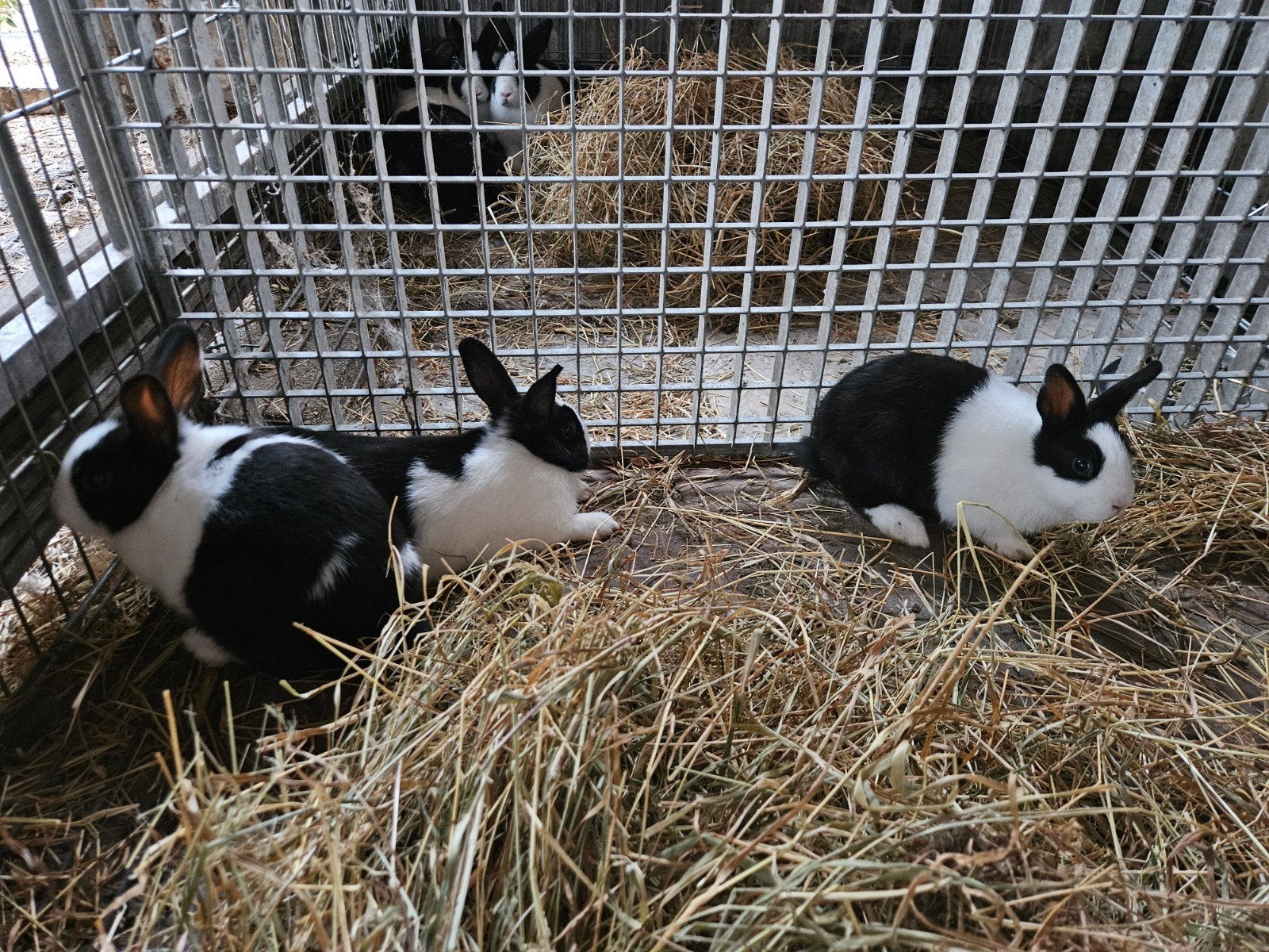 3 jonge hollander dwerg konijntjes, Dieren en Toebehoren, Meerdere dieren