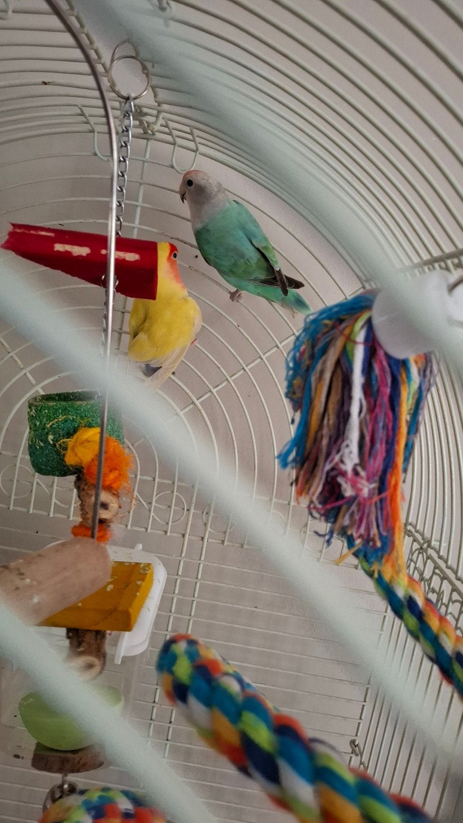 Agapornissen met kooi en toebehoren, Meerdere dieren, Dwergpapegaai of Agapornis
