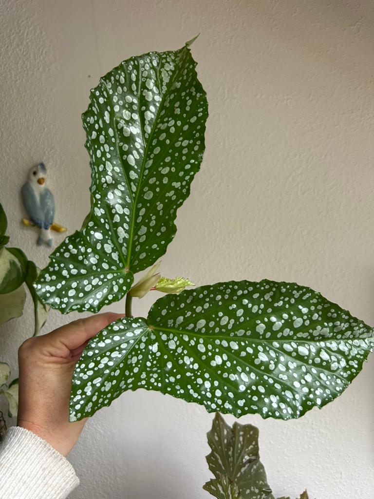 Begonia Alamo Ole, meerdere stekken zie advertentie, Ophalen of Verzenden, Halfschaduw, Minder dan 100 cm