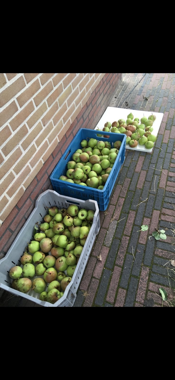 Stoofperen St. Remy onbespoten uit eigen tuin, Diversen, Levensmiddelen, Ophalen