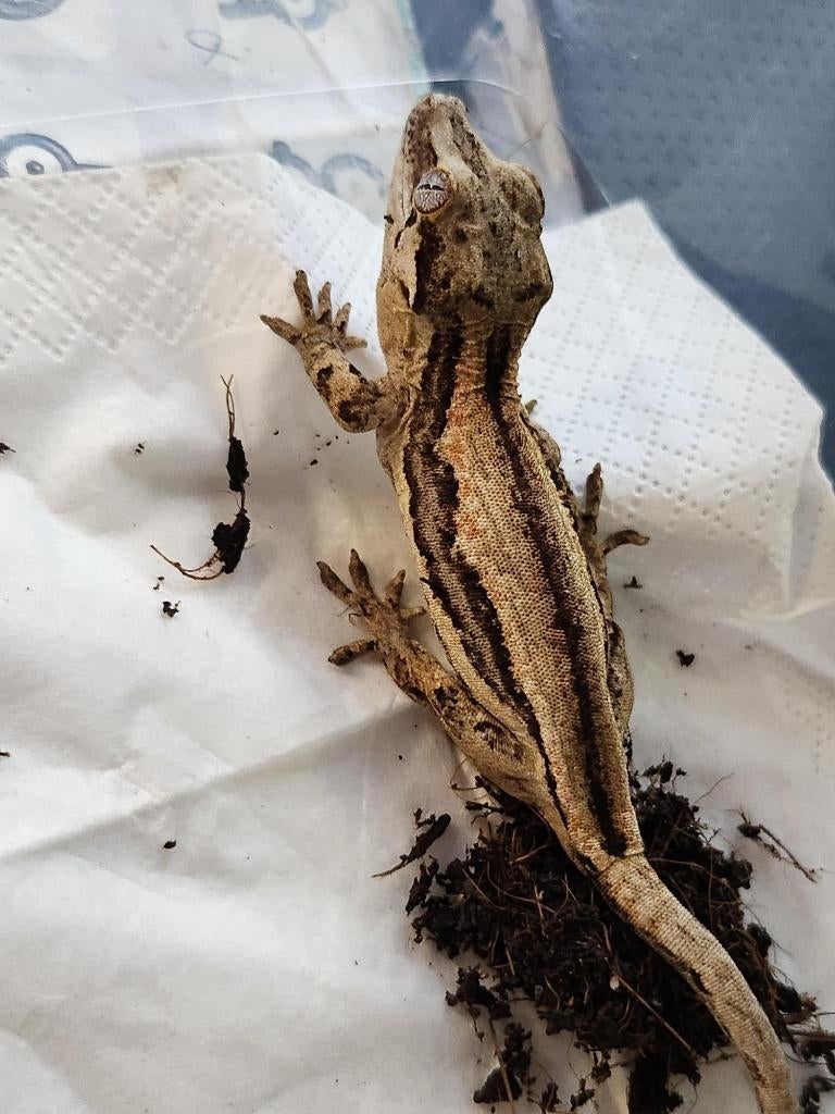 nakweek jonge div gargoyle gekko Leopard Gecko - unknown for sale from l