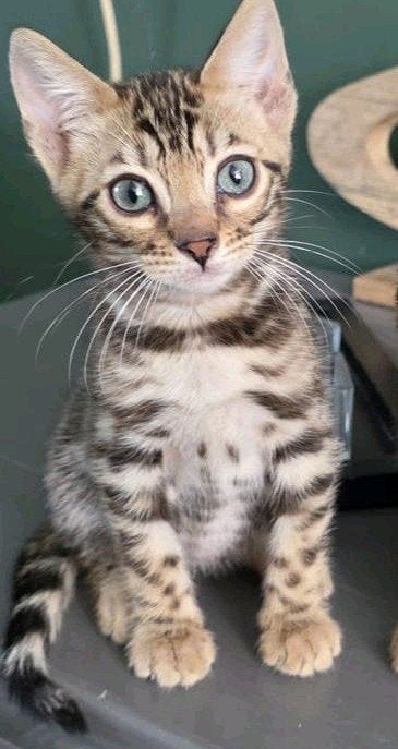 Bengaal kitten met stamboom ( mag gelijk weg )