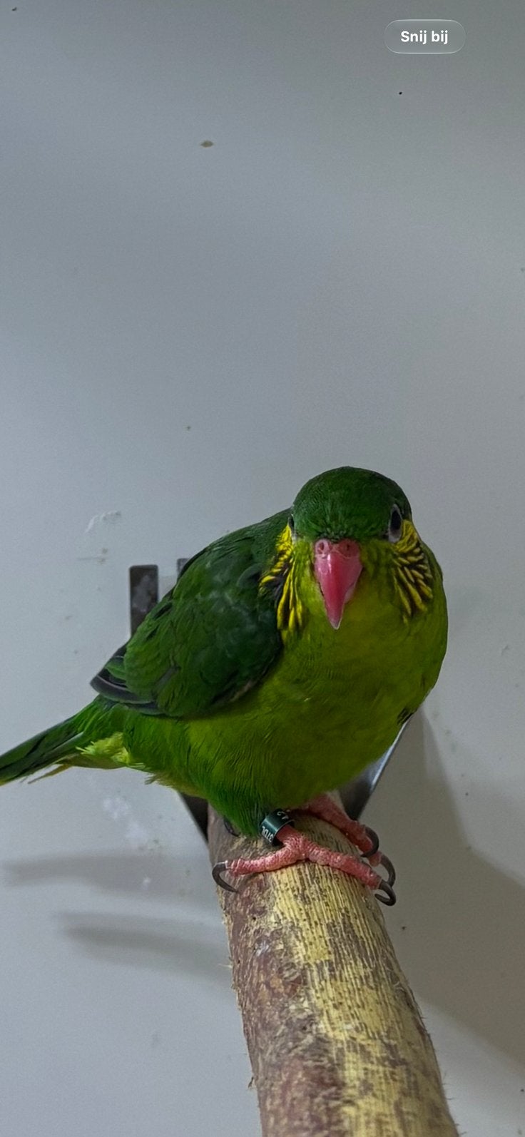Roodflank Lori’s, Meerdere dieren, Papegaai