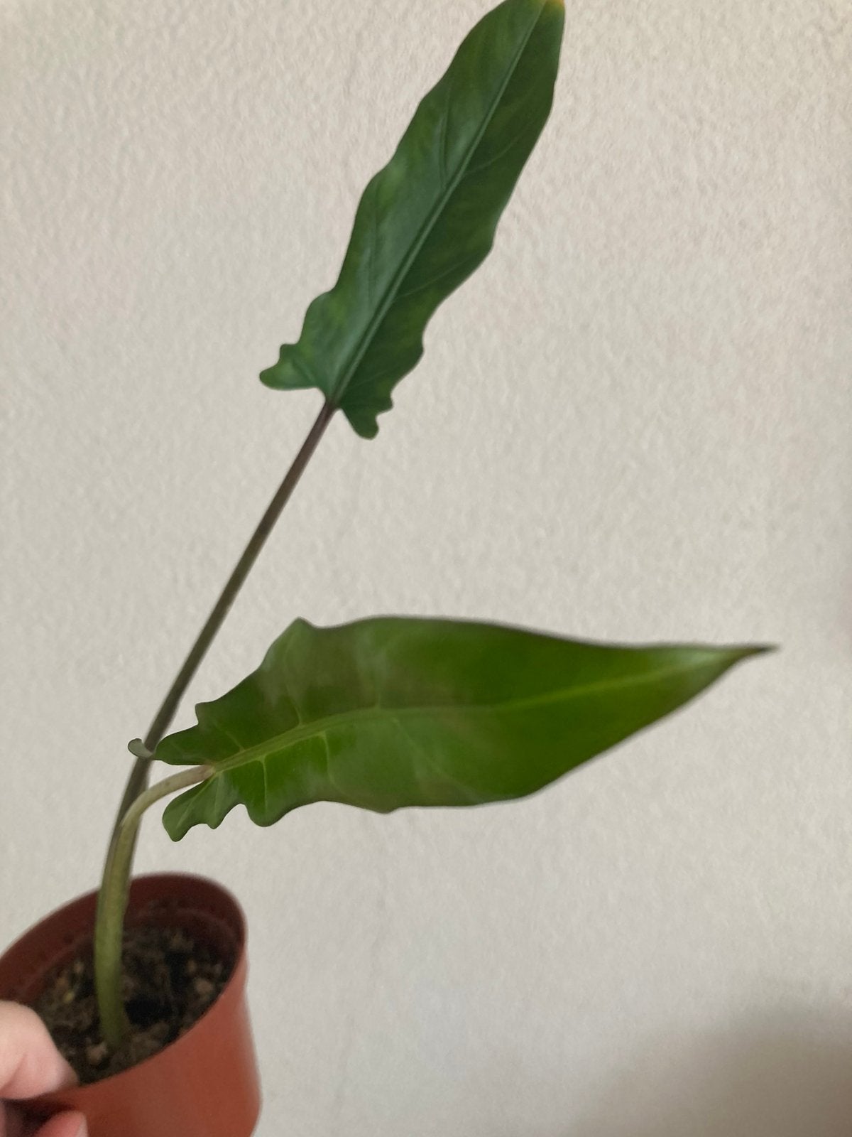 Alocasia Lauterbachiana, Huis en Inrichting, Kamerplanten, Ophalen, Overige soorten, In pot, Minder dan 100 cm
