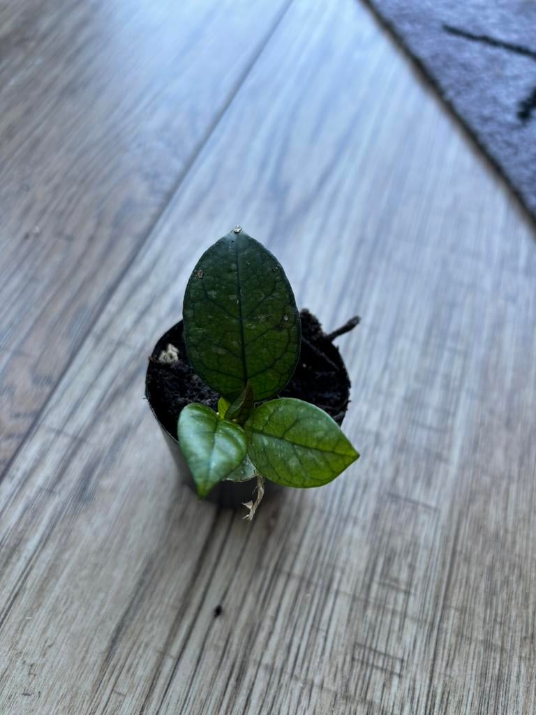 Hoya crassipetiolata splash, Ophalen of Verzenden, Overige soorten, Halfschaduw, Minder dan 100 cm