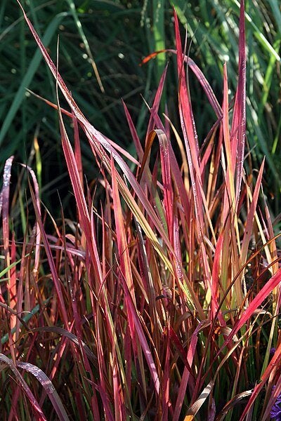 Bloedgras. Imperata Red Baron p9, Ophalen, Vaste plant, Siergrassen, Bloeit niet