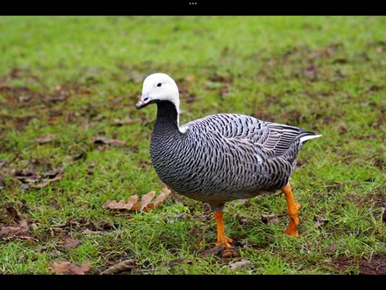 Keizergans, Dieren en Toebehoren, Pluimvee, Meerdere dieren