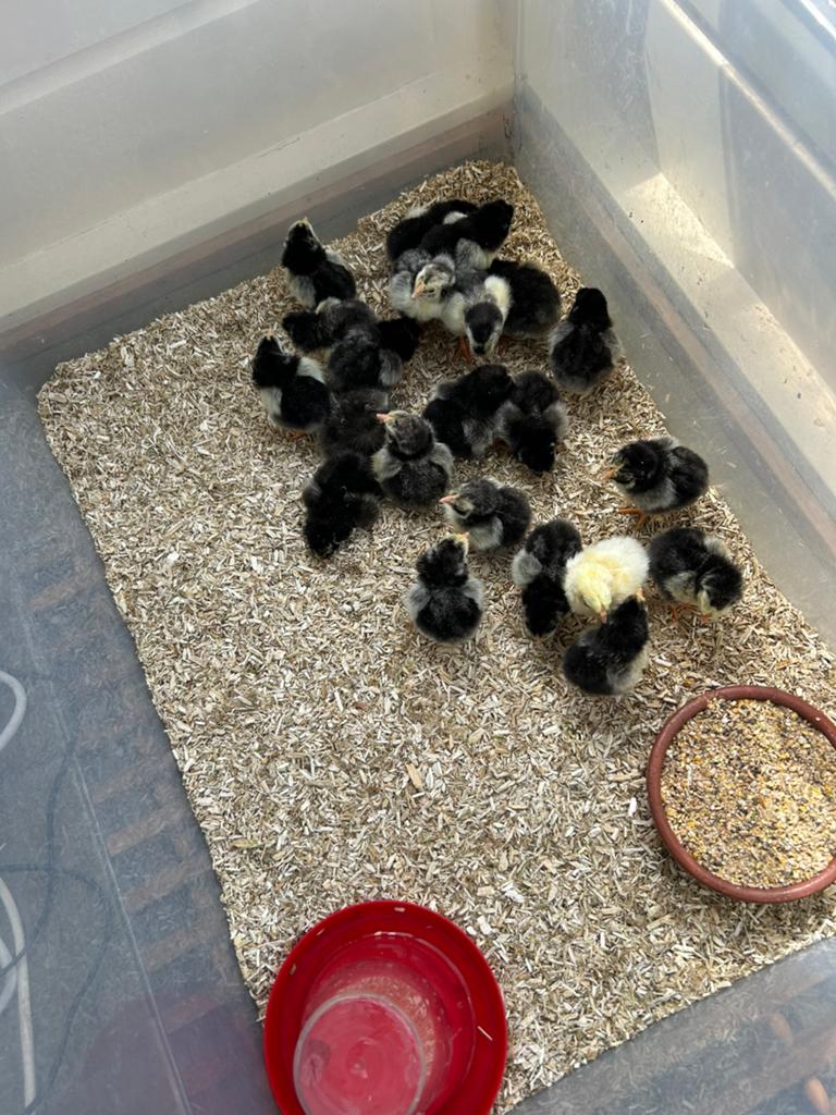Kuikens Wyandotte kriel zilver-zwart gezoomd, Dieren en Toebehoren, Pluimvee, Geslacht onbekend, Kip