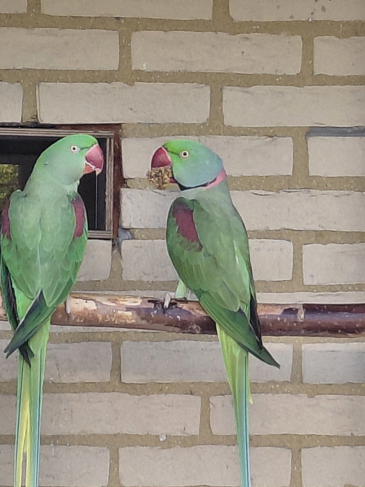 split lutino x groen  alexanderparkiet, Meerdere dieren, Parkiet