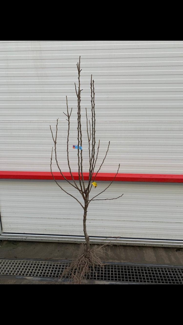 Appelboom te koop, Overige soorten, Lente, 100 tot 250 cm, Ophalen