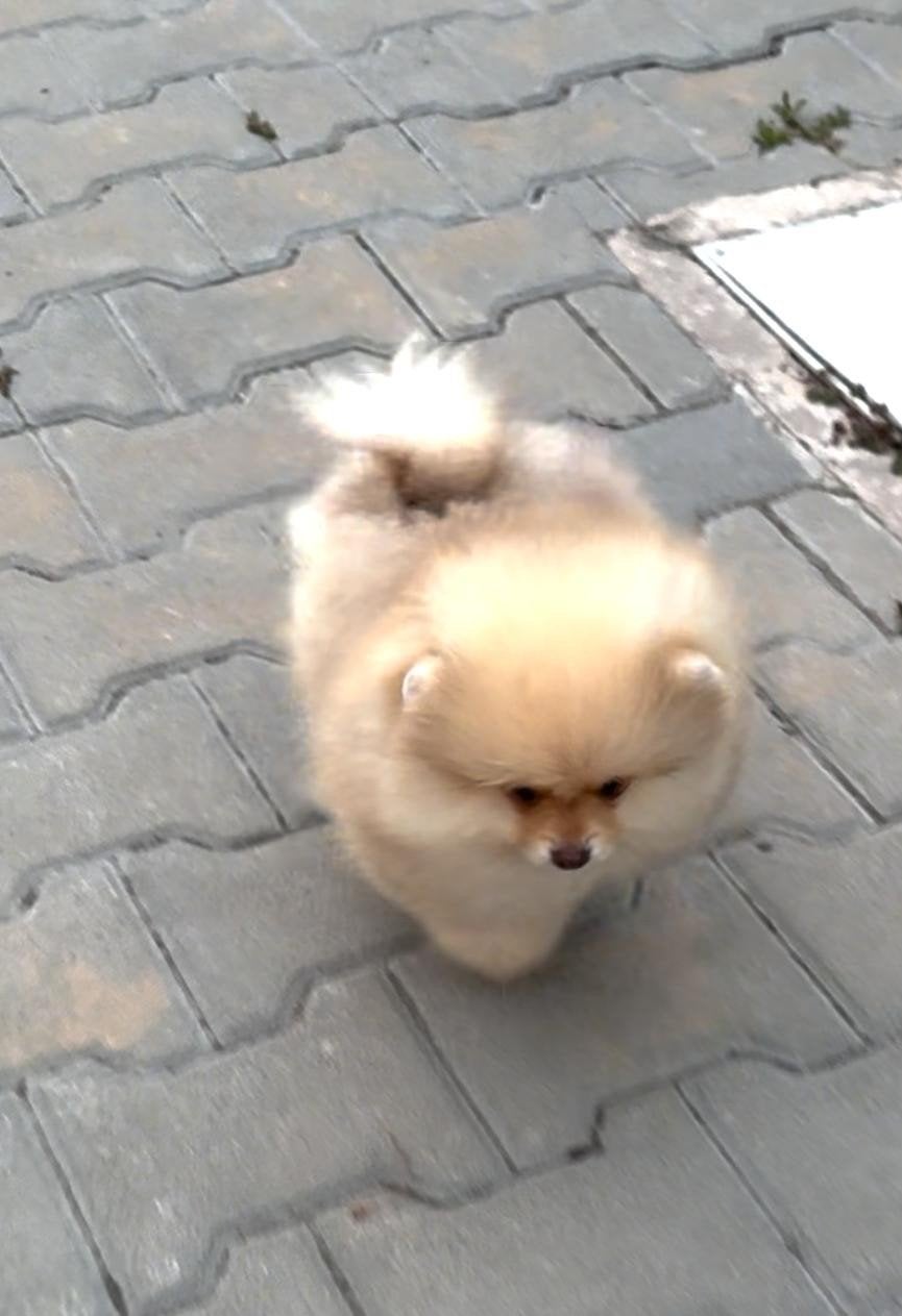 Pomerian Pomeriaan Dwergkees puppy, 15 weken tot 1 jaar, Overige rassen, Buitenland, Meerdere
